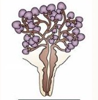 <p>describe this schematic and the species it belongs to</p>