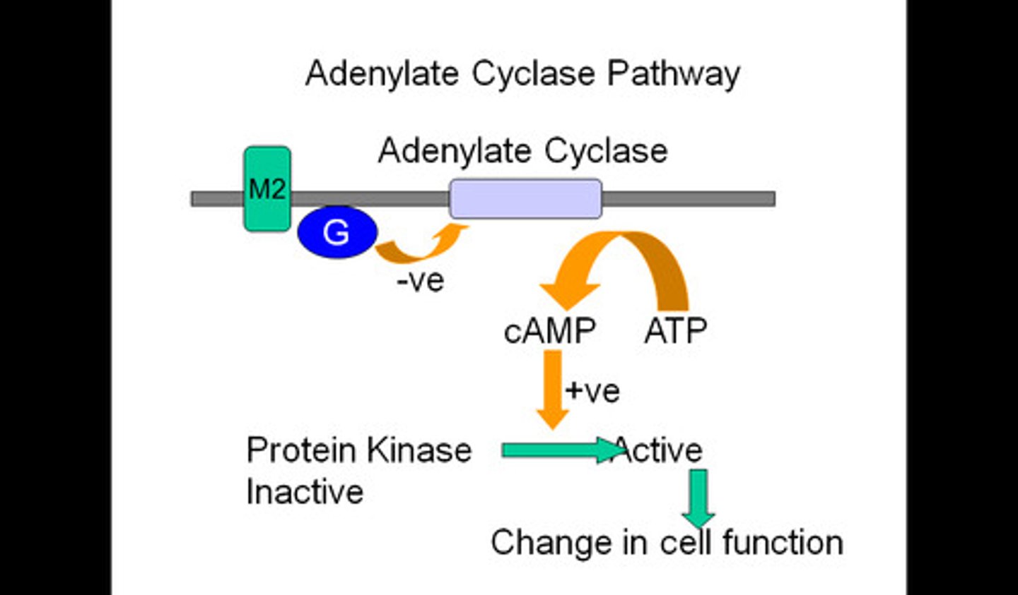 <p>Activated or inhibited by the alpha subunit</p><p>Activated by a G-protein. Converts ATP to cyclic AMP in response to an extracellular signal.</p>
