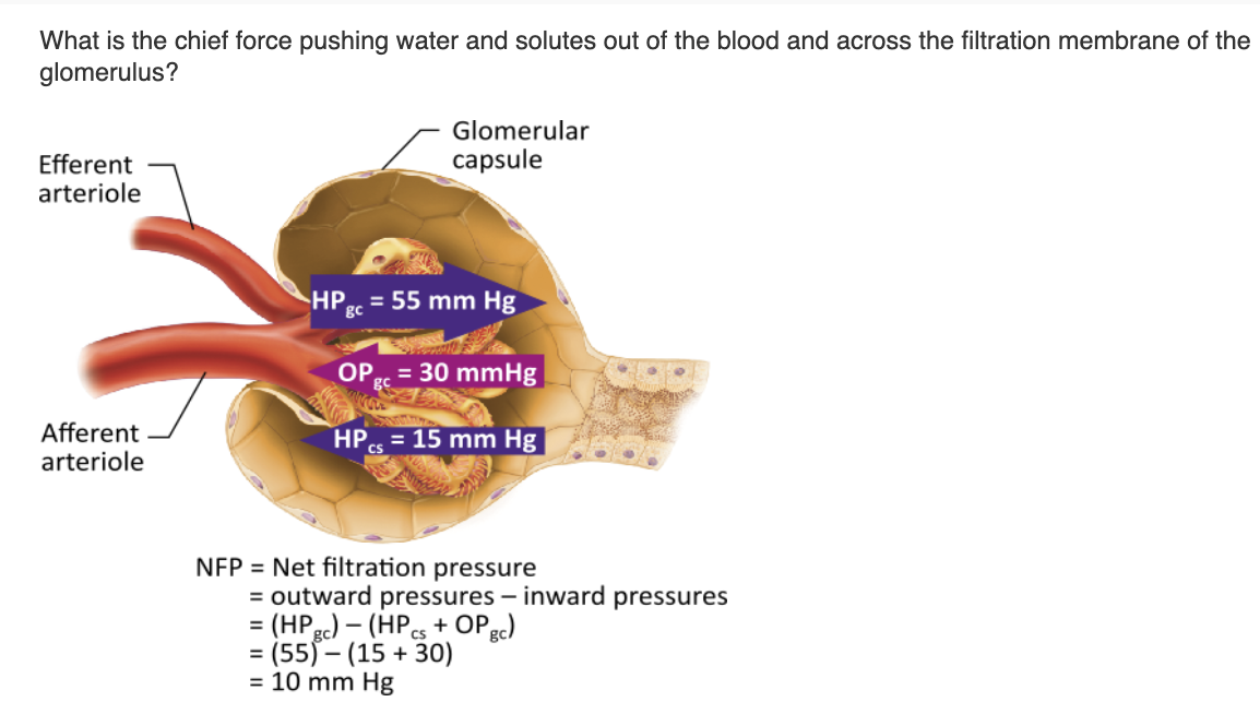 <table style="min-width: 25px;"><colgroup><col style="min-width: 25px;"></colgroup><tbody><tr><td colspan="1" rowspan="1" style="margin: 0px; padding: 0.3em; position: relative;"><p>colloid osmotic pressure in glomerular capillaries (OP<sub>gc</sub>) &nbsp; &nbsp; &nbsp; &nbsp;</p></td></tr><tr><td colspan="1" rowspan="1" style="margin: 0px; padding: 0.3em; position: relative;"><p>hydrostatic pressure in the capsular space (HP<sub>cs</sub>) &nbsp; &nbsp; &nbsp; &nbsp;</p></td></tr><tr><td colspan="1" rowspan="1" style="margin: 0px; padding: 0.3em; position: relative;"><p>colloid osmotic pressure in the capsular space &nbsp; &nbsp; &nbsp; &nbsp;</p></td></tr><tr><td colspan="1" rowspan="1" style="margin: 0px; padding: 0.3em; position: relative;"><p>hydrostatic pressure in glomerular capillaries (HP<sub>gc</sub>)</p></td></tr></tbody></table><p></p>