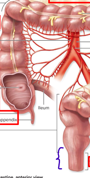 <p>the last subdivision of the large intestine</p>