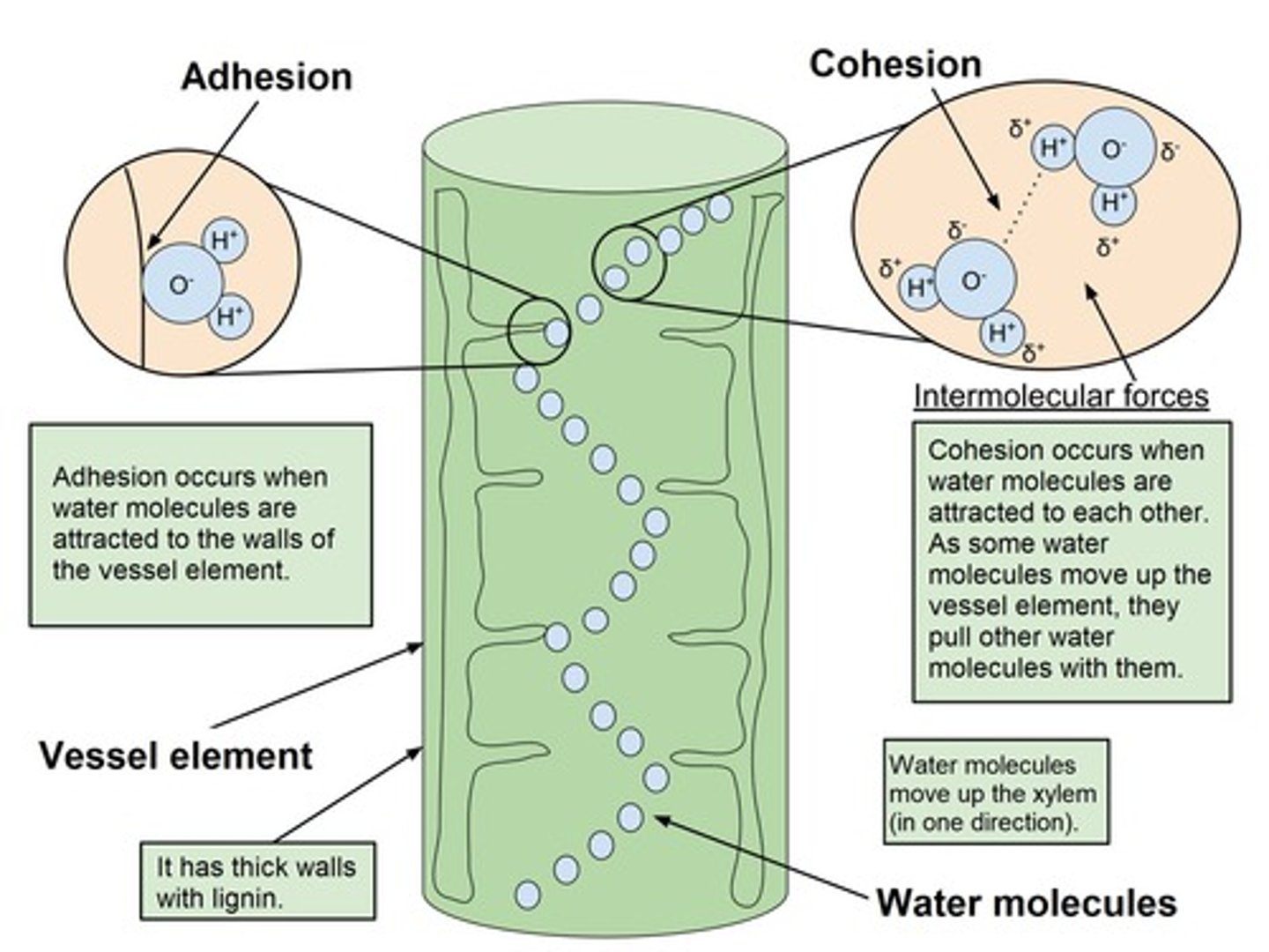<p>It allows water to be conducted under tension in xylem, enabling trees to grow tall.</p>