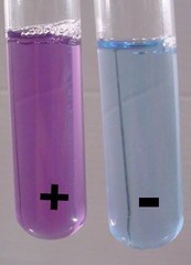 <p>1) grind up the food sample in a pestle and mortar with distilled water</p><p>2) filter the solution through a funnel and filter paper in order to remove any remaining undissolved solid</p><p>3) place 3cm^3 of the food sample into a test tube</p><p>4) add 3cm^3 of Biuret's reagent</p>