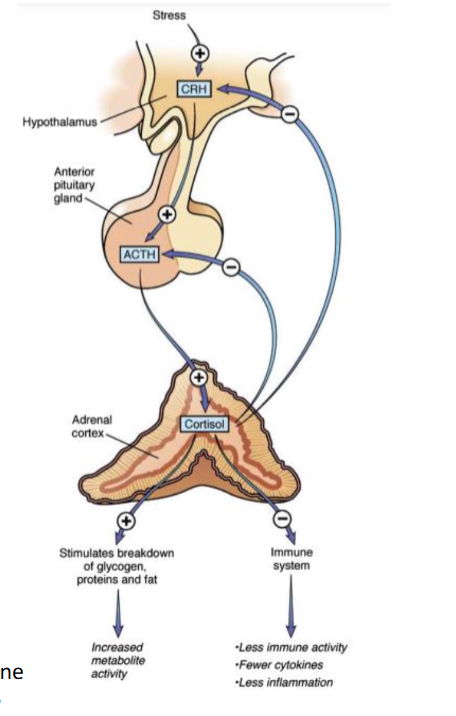 <ol><li><p>stress amplifies CRH release from hypothalamus</p></li><li><p>CRH stimulate anterior pituitary to release ACTH</p></li><li><p>ACTH act on adrenal cortex to stimulate cortisol</p></li><li><p>negative feed back of CRH and ACTH when done </p></li></ol><p></p>