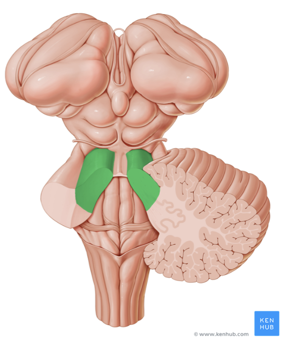 <p>connects the brain stem to the cortex- motor coordination, postural control, and emotional/cognitive function</p><p>2 large cerebellar hemispheres</p><ul><li><p>vermis connects the 2 hemispheres</p></li><li><p>3 cerebellar peduncles (axon tracts) connect cerebellum to brainstem</p></li></ul><p></p>
