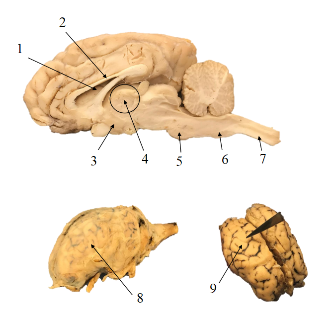 <p>Name structures 1-9.</p>