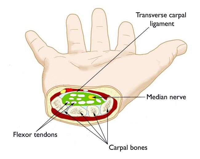 <p>Flexor Retinaculum</p>