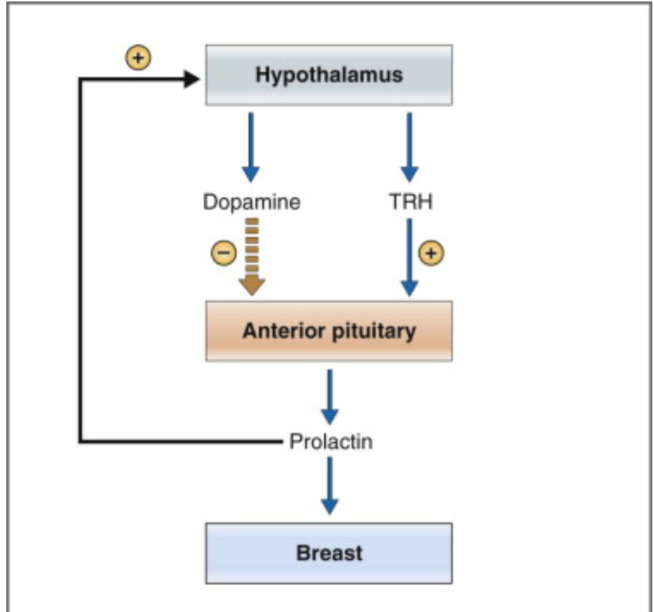 <p>In persons who are not pregnant or lactating, <span style="color: rgb(6, 239, 201);"><strong>prolactin secretion is tonically inhibited by dopamine</strong></span> (prolactin‐inhibiting hormone, PIH) from the <span style="color: rgb(248, 9, 9);"><strong>hypothalamus</strong></span>.</p><ul><li><p><span style="color: rgb(11, 250, 25);"><strong>Pregnancy and breast‐feeding are the most important stimuli for prolactin secretion</strong></span></p></li></ul><p></p>