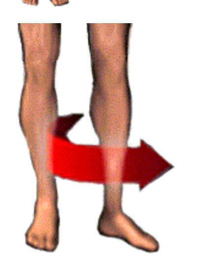 <p>______ rotation is a movement that brings the anterior surface of the limb away from the midline of the body.</p>