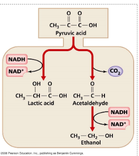 <p>na ausência de cadeia respiratória, NAD+ pode ser obtido por fermentação</p><ul><li><p>lática: 2piruvato + 2NADH→ 2ácido lático + 2NADH + 2ATP</p></li><li><p>alcoolica: 2piruvato - 2CO2→ 2acetaldeído + 2NADH + 2H+→ 2álcool etílico + 2NAD+</p></li></ul><p></p><p>NAD+ vão para glicólise</p><p></p>