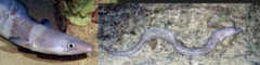 <p>Conger eel</p>