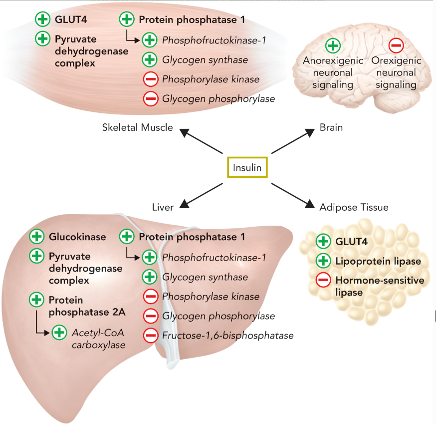 <ul><li><p>elevated expression of glucokinase to trap glucose into glycolysis or glycogen synthesis</p></li></ul><ul><li><p>activation of protein phosphatase 1 to dephosphorylate PFK-2/FBP-2 and activate PFK-1 through increased levels of fructose-2,6-bisphophate which inhibits fructose-1,6-bisphosphatase and gluconeogenesis</p></li><li><p>protein phosphatase 1 also stimulates glycogen synthase and inhibits phosphorylase kinase and glycogen phosphorylase</p></li><li><p>pyruvate dehydrogenase complex is activated to create more acetyl-CoA for fatty acid synthesis</p></li><li><p>protein phosphatase 2A is stimulated to activate acetyl-CoA carboxylase to synthesis malonyl-CoA from acetyl-CoA</p></li></ul><p></p>