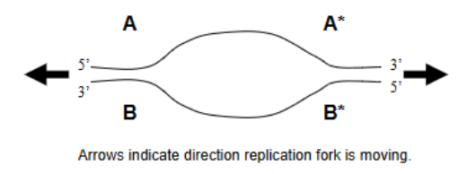 <p>Continuous synthesis – of the leading strand</p><p>Discontinuous synthesis – of the lagging strand</p>