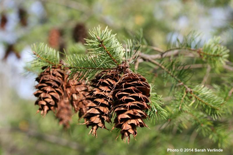 <ul><li><p>leaf scar raised</p></li><li><p>smooth and round</p></li><li><p>seed cone bracts exserted</p></li><li><p>tips are 3-toothed</p></li></ul><p></p>