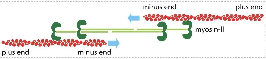 <ol><li><p>The myosin-II head interacts with an actin filament while the tail interacts with other tail domains</p></li><li><p>This forms a double arrow line with plus ends on either side with two minus ends in the center</p></li><li><p>The plus ended motor contracts to slide towards the opposite plus end with the other plus end does the same thing</p></li><li><p>This creates a sliding movement to create contraction</p></li></ol><p></p>
