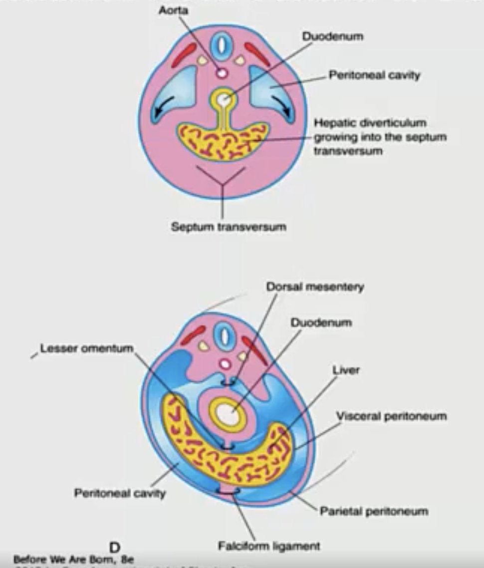 <ol><li><p>The stomach is an extension of the foregut which is inferior to the diaphragm. There is dorsal mesentery and ventral mesentery present.</p></li><li><p>Anterior to the stomach grows the liver, and it divides up that ventral mesentery.</p></li><li><p>The growth of the liver forces the stomach to rotate clockwise and go to the left</p></li><li><p>The dorsal aspect grows more rapidly than the ventral aspect, causing the stomach to sit down.</p></li></ol><img src="https://assets.knowt.com/user-attachments/76346517-b71b-4293-9828-2a592f62f49d.png" data-width="100%" data-align="center"><p></p>