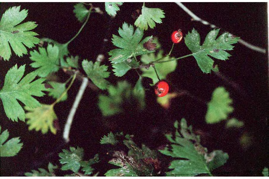 <p>•</p><p>Rosaceae</p><p>•</p><p>Mesic forest</p><p>•</p><p>Key Characters:</p><p>•</p><p>Parsley-like leaves</p><p>•</p><p>Mottled bark</p><p>•</p><p>Thorns</p>