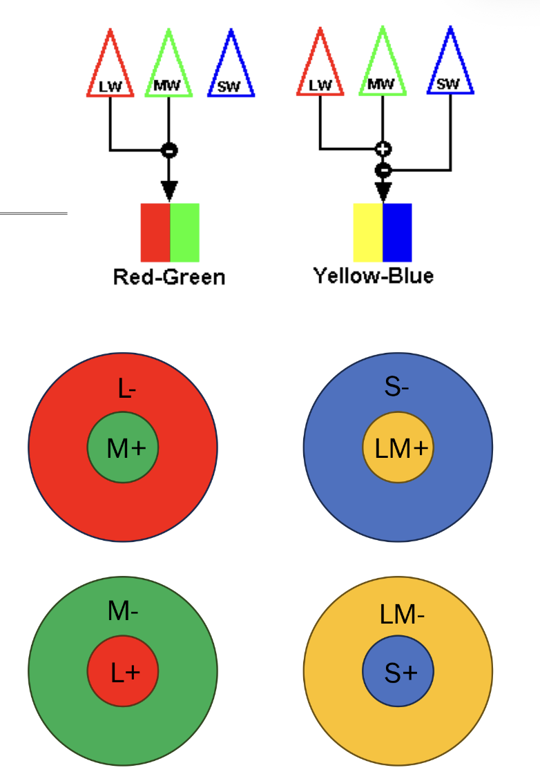 <p>red + green | blue + yellow<br>L + M (+/-) | S + LM (+/-)<br>→ a + center is ON center, a - center is OFF center</p>