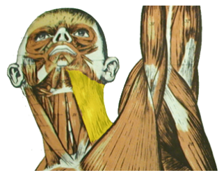 <p>What is the highlighted region? What is its action? What is its innervation?</p>