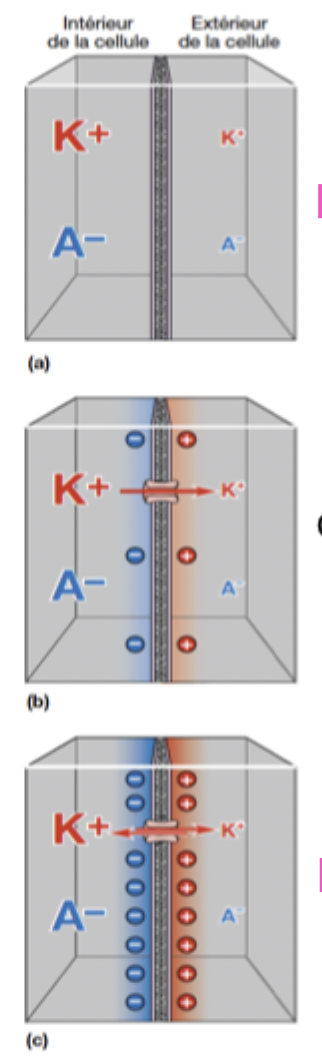 <p>Contexte : il y a toujours plus d’anions (A-) à l’intérieur du neurone, pour lui garder une charge électrique négative</p><p>Processus : </p><ol><li><p>plus grande concentration de potassium (K+) et d’anions (A-) à l’intérieur du neurone, qu’à l’extérieur</p></li><li><p>canal s’ouvre et laisse passer le K+ qui sort selon la force chimique/gradient de concentration pour aller du milieu le plus concentré au moins concentré (donc il pourrait sortir pour égaliser la concentration de part et d’autre de la membrane)</p></li><li><p>mais, la force électrique entre en jeu, et la grande concentration d’anions dans le neurone (vs. à l’extérieur plus faible) maintient le K+ à l’intérieur (- attire +)</p></li><li><p>un équilibre des forces se crée et stoppe le mouvement des ions</p></li></ol><p>Ainsi, entre dans et hors du neurone, il y a un gros écarts des charges électriques, malgré l’équilibre des forces (plus de K+ à l’intérieur comme toujours) </p><p></p><p>Le potentiel d’équilibre du potassium est -80mV à l’intérieur du neurone</p>