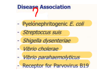<p><strong><u>“P” Blood Group</u></strong></p>
