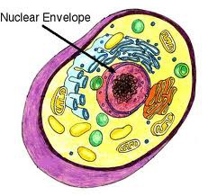 <p>double membrane enclosing the nucleus</p>