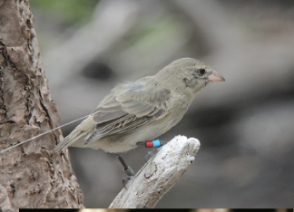 <ul><li><p><em>Geospiza heliobates</em></p></li><li><p>critically endangered</p></li><li><p>these rare finches are only found in a small area on Isabela </p></li></ul><p></p>