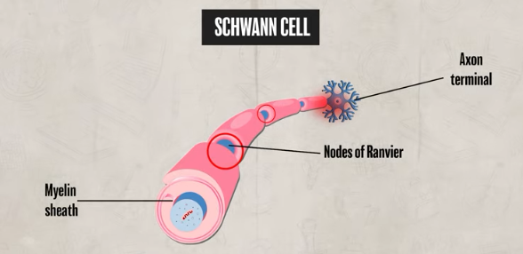 <p>protects axon<br>there are gaps in it that are known as NODES OF RANVIER → continuing action potential into AXON TERMINAL (endpoint)</p><p>where neurotransmitters are released into synaptic gap and cent to receiving neuron</p>