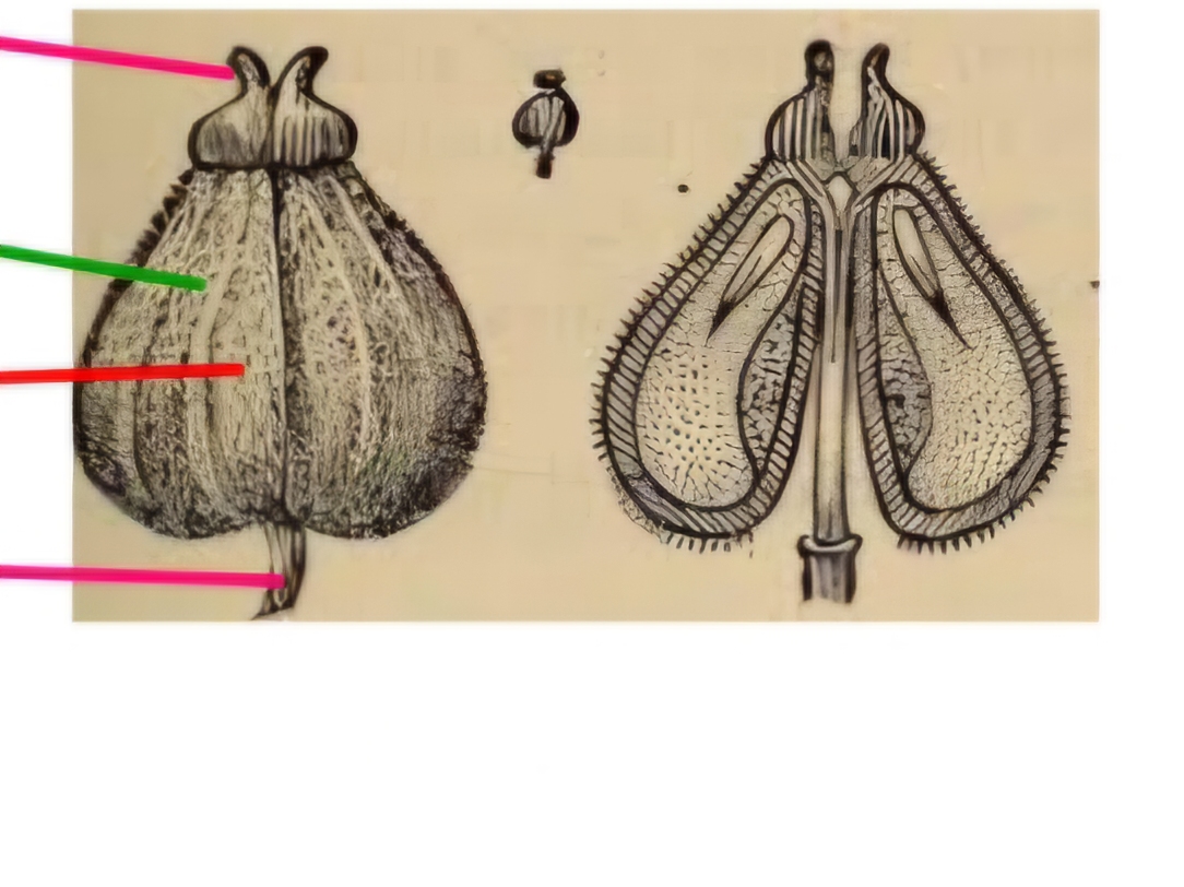 <p>What is this fruit?</p>