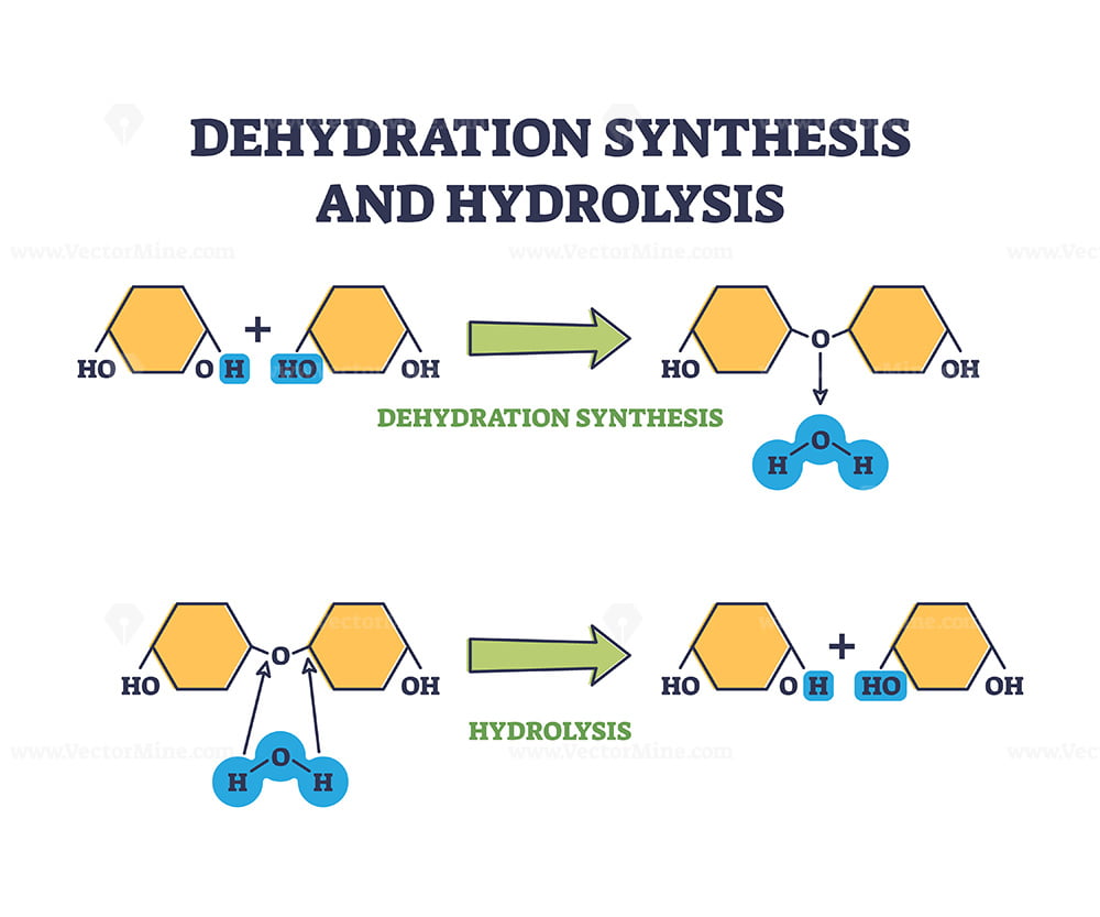 <ul><li><p>Dehydration synthesis is a reaction that joins molecules toghther while removing water </p></li><li><p>the molecules are being built toghther</p></li><li><p>small molecules called monomers, join toghther to form larger molecules called polymers, by releasing a molecule of water. </p></li><li><p>connect simple sugar molecules </p></li></ul><p></p>