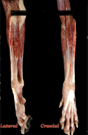 <p>The distal aspect of the tendon divides and separates into four parts to insert on the digits</p><ol><li><p>origin </p></li></ol><p>lateral epicondyle of humerus </p><ol start="2"><li><p>insertion</p></li></ol><p>distal phalanges of digits II, III, IV, V </p><ol start="3"><li><p>actions</p></li></ol><p>extends carpus</p><p>extends digits</p><p></p>