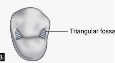 <p>found on molars/premolars occlusal surface,<u> sometimes found lingual surfaces of max incisors</u></p>