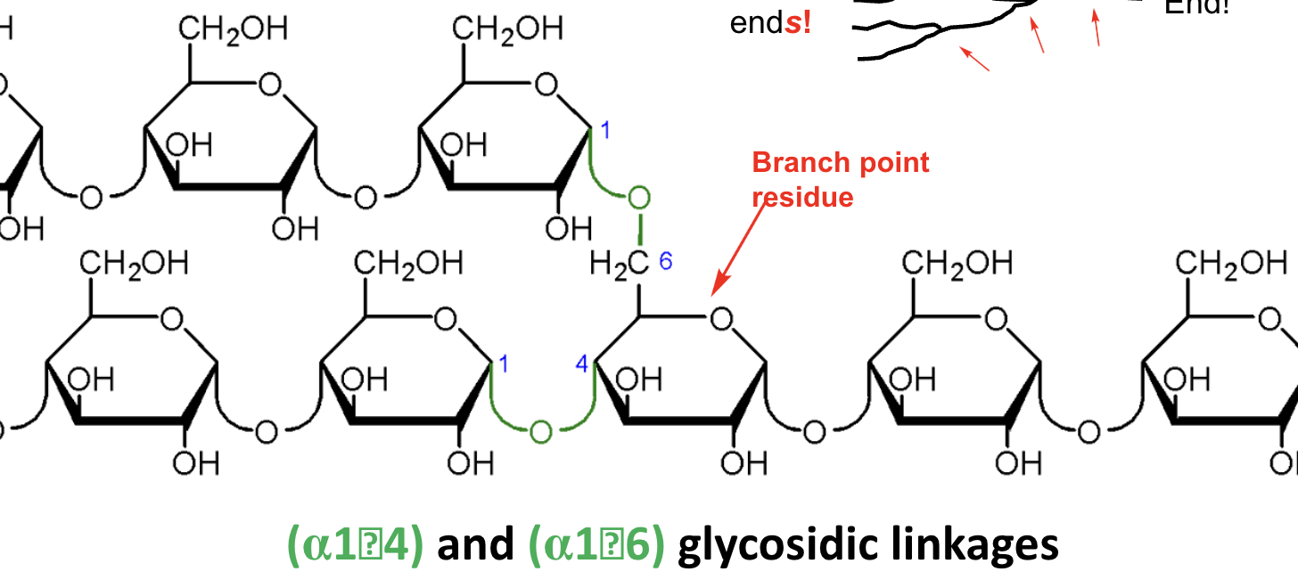 <p>Where are new branches formed in amylopectin or glycogen?</p>