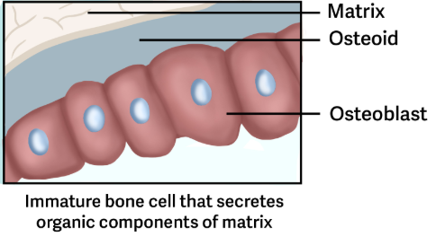 <p>immature bone cells that work to form new bone matrix, repairing the destruction caused by the work of osteoclasts.</p><ul><li><p>As they form new bone, osteoblast take calcium from blood and deposit it into bone. → Once the calcium binds to the <span style="color: rgb(81, 164, 207);">Osteoid</span>, it hardens the matrix that eventually entraps osteoblasts to form osteocytes</p><ul><li><p><span style="color: yellow;">Can not divide to form new cells.</span></p></li></ul></li></ul><p></p>