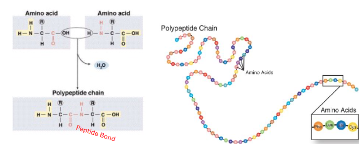 <p><strong>Amino acids → dehydration synthesis → peptide bonds → polypeptide chain</strong></p>