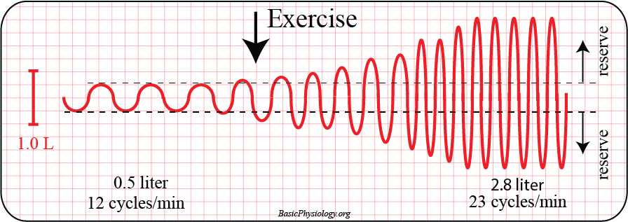 <p>At rest the tidal volume is higher because the amount you breath out/in is higher just at a slower rate</p><p>At exercise the ventilation rate increases, increase in frequency</p><ul><li><p>Bc when exercising need more oxygen to generate more ATP through aerobic respiration</p></li></ul><p></p>