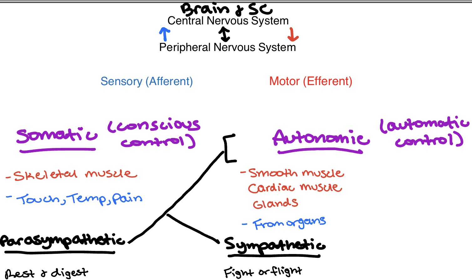 <p>Autonomic</p><ul><li><p><span style="color: rgb(247, 9, 9);"><strong>Motor</strong></span>: smooth muscle, cardiac muscle, glands</p></li><li><p><span style="color: rgb(11, 12, 235);"><strong>Sensory</strong></span>: from organs</p></li><li><p>Divides into…</p><ul><li><p>Sympathetic - fight or flight</p></li><li><p>Parasympathetic - rest &amp; digest</p></li></ul></li></ul><p></p>