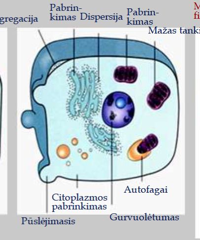 <ul><li><p>ląstlės <strong>padidiėjimas</strong></p></li><li><p><strong>mitochonfrijų, ET pabrinkimas</strong></p></li><li><p><strong>branduolys nepažeistas, </strong>tik yra grūdėtas</p></li><li><p>pūslėjimasis</p></li><li><p>skysčių kaupimas</p></li></ul><p></p>