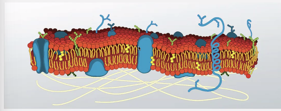 <p>No because the hydrophobic area DOES NOT allow charged ions to go freely from one side to the either</p><p>Solution: Channels</p>