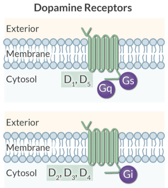 <p>D<sub>1</sub>-like receptors (D1, D5) activate adenylyl cyclase and PKA.</p><p>D<sub>2</sub>-like receptors (D2, D3, D4) inhibit adenylyl cyclase.</p>