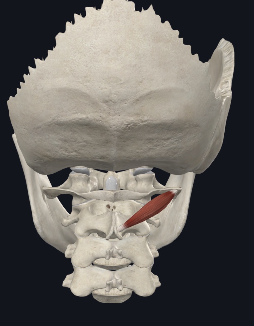 <p>Obliquus capitis inferior <strong>Insertion</strong></p>