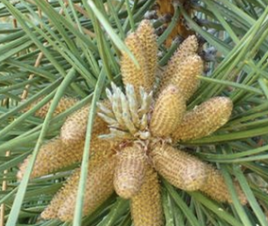 <p>Is this a male or female pine cone?</p>