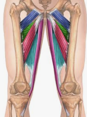 <p>Which muscle is in teal?</p>