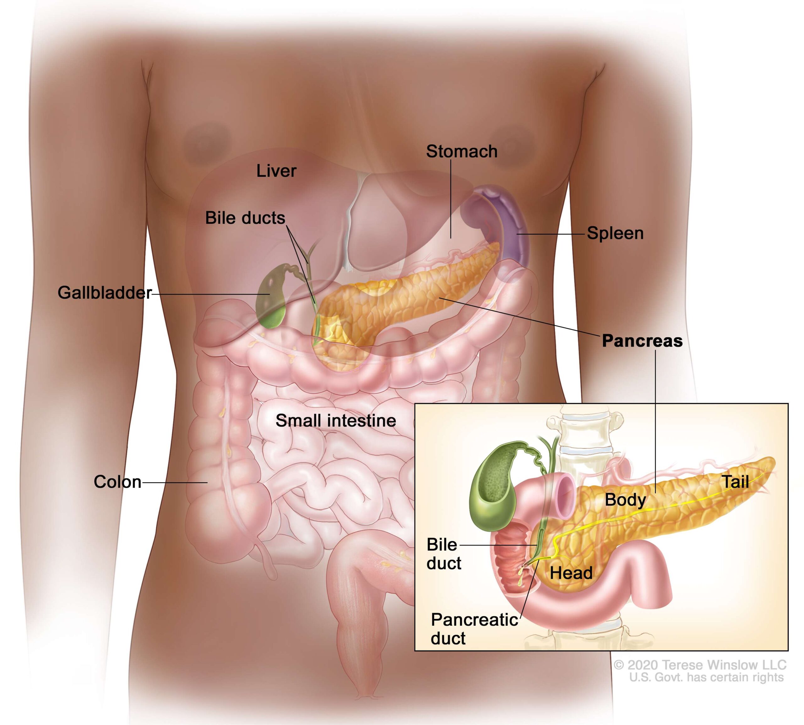 <p>Pancreas makes _____ and regulates _____ by secreting ____ + ____.</p>