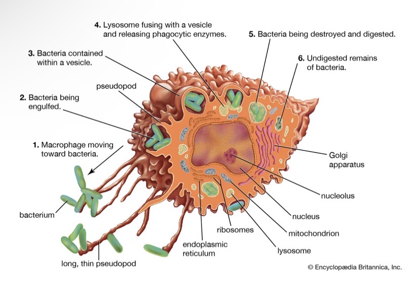 <ul><li><p>Develop from leucocytes. </p></li><li><p>Some remain fixed in place and destroy pathogens that come past.</p></li><li><p>Other move around looking for pathogens to destroy.</p></li></ul><p></p>