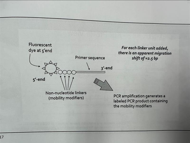 <ol><li><p>5’ <strong>Fluorescent Dye: A fluorescent label is attached at the 5’ end </strong>of the primer </p></li><li><p>HEO Linker Units: Non-nucleotide <strong>HEO units are added between the dye and the primer sequence.</strong> Each unit shifts apparent migration by about <strong>2.5 bp.</strong></p></li><li><p>Primer Sequence</p></li><li><p>Labeled PCR Product: Lebel and mobility modifiers creating a <strong>predicable size shift. </strong></p></li></ol><p></p>