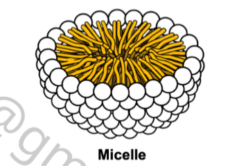 <p>Micelle</p>