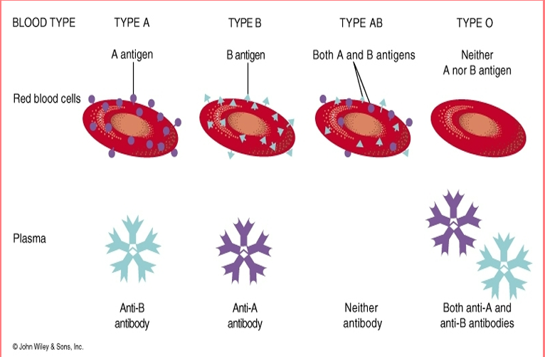 <p>Erythrocyte surface has ANTIGENS</p><p> • Two major types</p><p>– AB</p><p>– R</p>