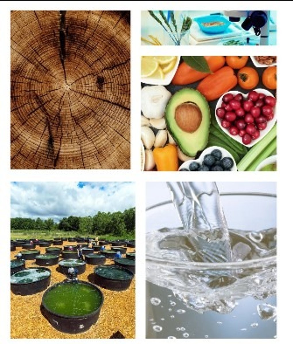 <p>(v) storing food</p>