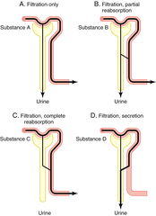 <p>1. filtration only </p><p>2. filtration and partial reabsorption </p><p>3. filtration, and complete reabsorption </p><p>4. filtration and secretion</p>