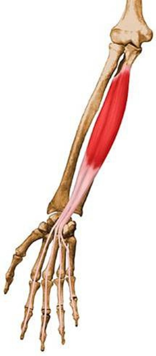 <p>Bases of distal phalanges of the four fingers</p>